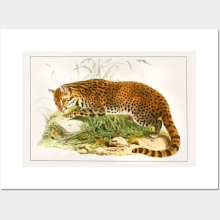 Leopard illustration Posters and Art